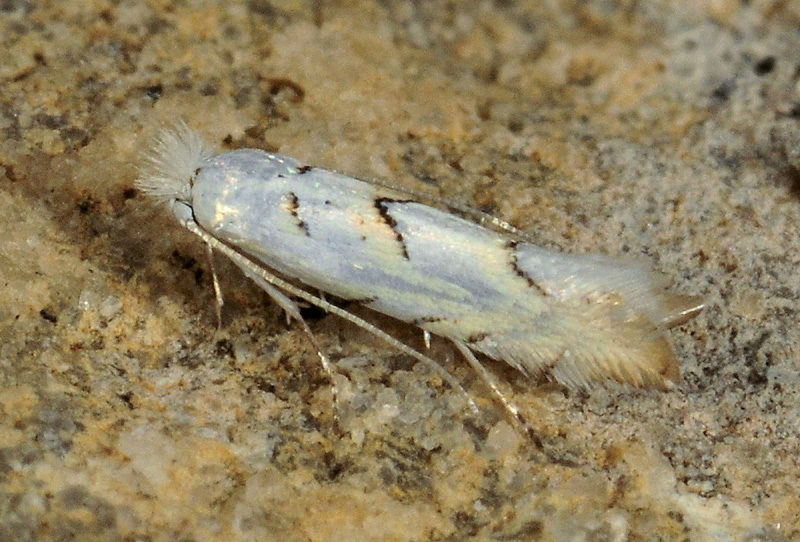 Gracillariidae: Phyllonorycter abrasella